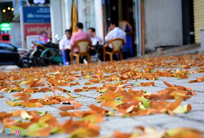 Giữa tháng 5, hoa sao đen cũng nở rộ trên một số đường ở TP HCM, báo hiệu mùa hè đã đến. Ảnh: Lê Quân.