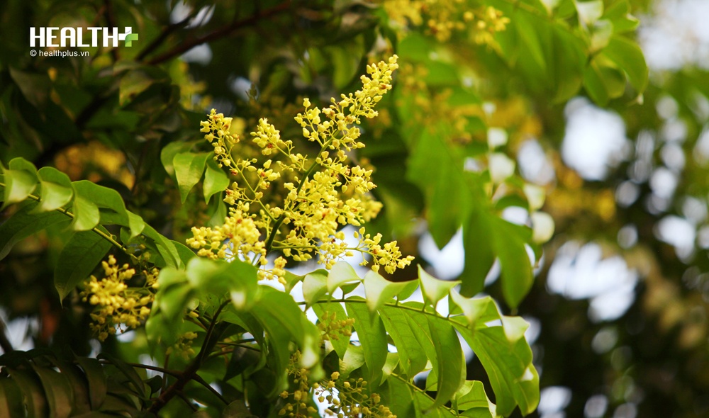 Cuối tháng tư, đầu tháng năm, hoa sấu cổ cũng nở rộ, rơi vàng rực. Ảnh: Healthplus.