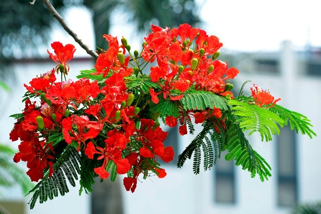 Nhung loai hoa bao hieu mua he hinh anh