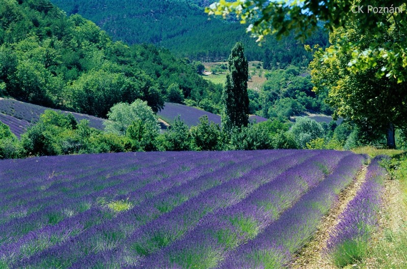 1. Vùng Provence (Pháp) - xứ sở hoa oải hương.