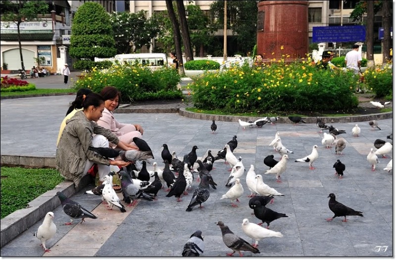 Bồ câu nhà thờ Đức Bà. Ảnh: Internet