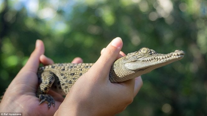 Anh còn có dịp cầm một chú cá sấu con trên tay. Ảnh: Instagram.