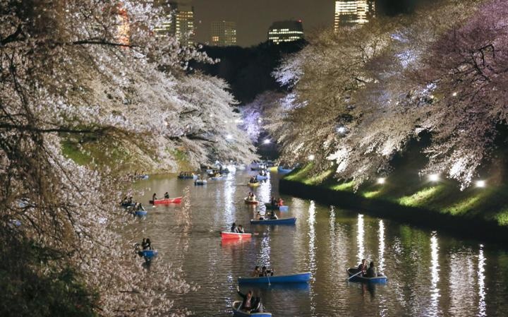 Y nghia va ve dep sac hoa anh dao Nhat Ban hinh anh