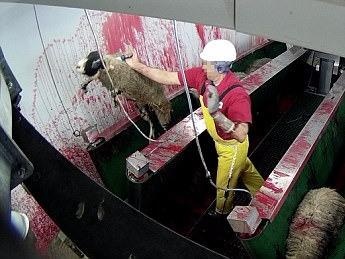 Lo mo lon nhat nuoc Anh bi cao buoc nguoc dai dong vat hinh anh