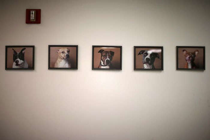 Nuoi thu cung trong nha tu anh 5