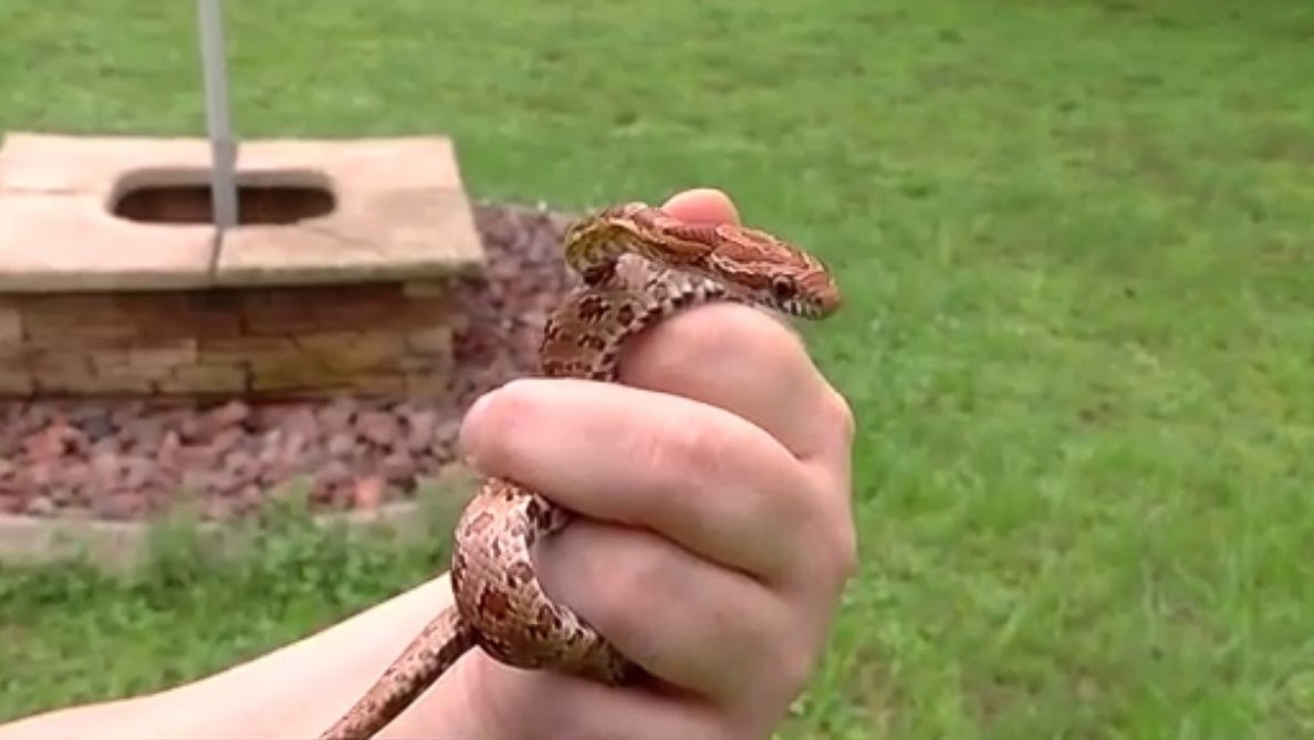 Me de ran can con anh 1