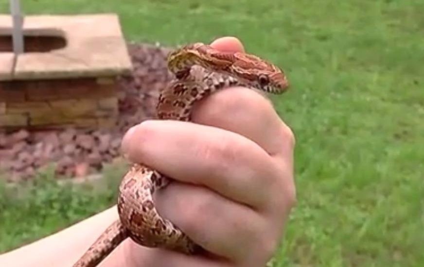 Canh sat My vao cuoc dieu tra vu me de ran can con 1 tuoi hinh anh