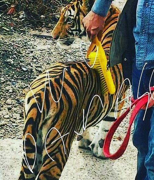 Con trai trum ma tuy Mexico anh 4