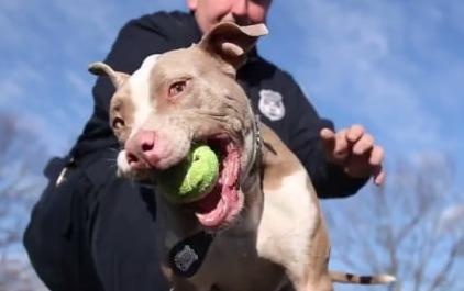Canh sat My huan luyen nghiep vu cho cho Pitbull hinh anh