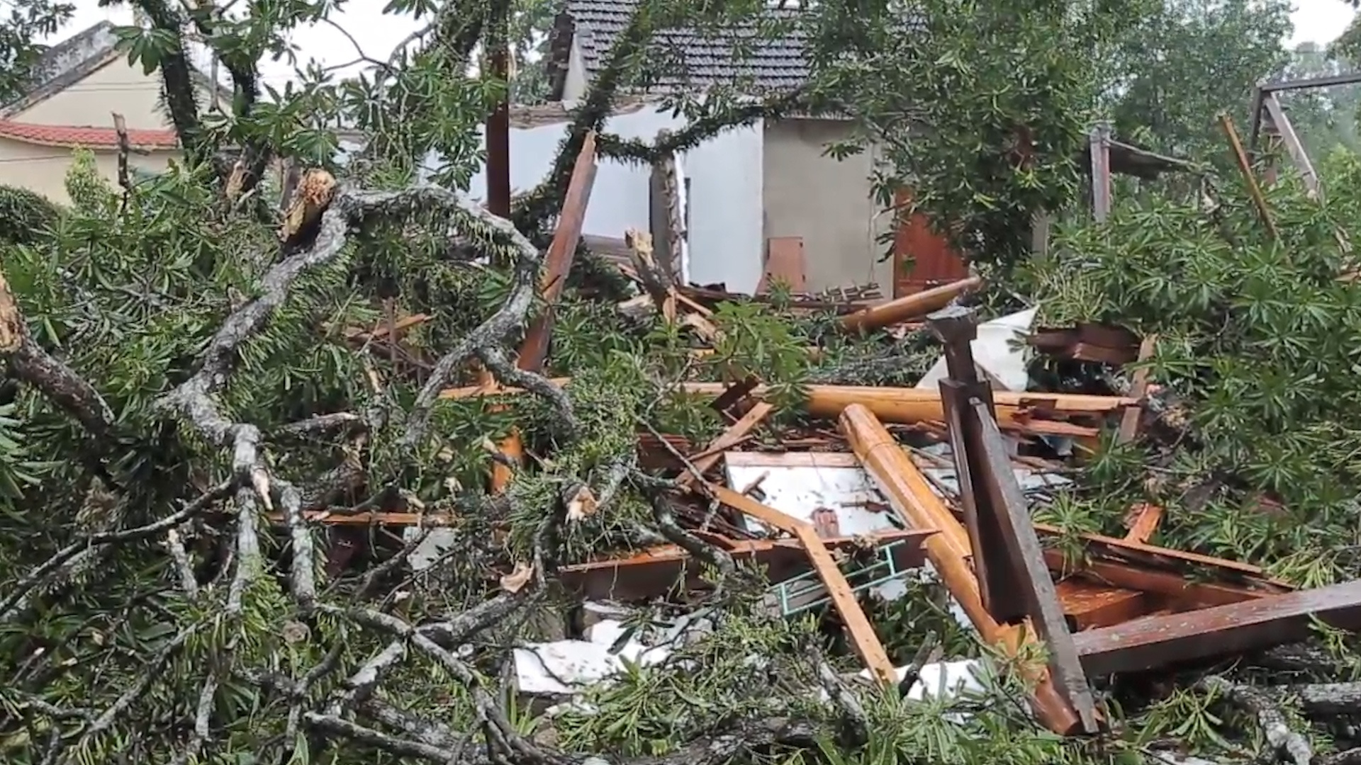 Cay co thu bat goc de sap ngoi nha 3 gian hinh anh