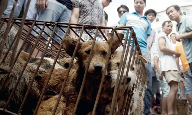 bat giu cho tha rong anh 7