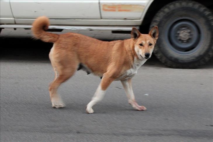 bat giu cho tha rong anh 1