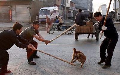 Cho tha rong o cac nuoc chau A: Dang thuong hay dang trach? hinh anh