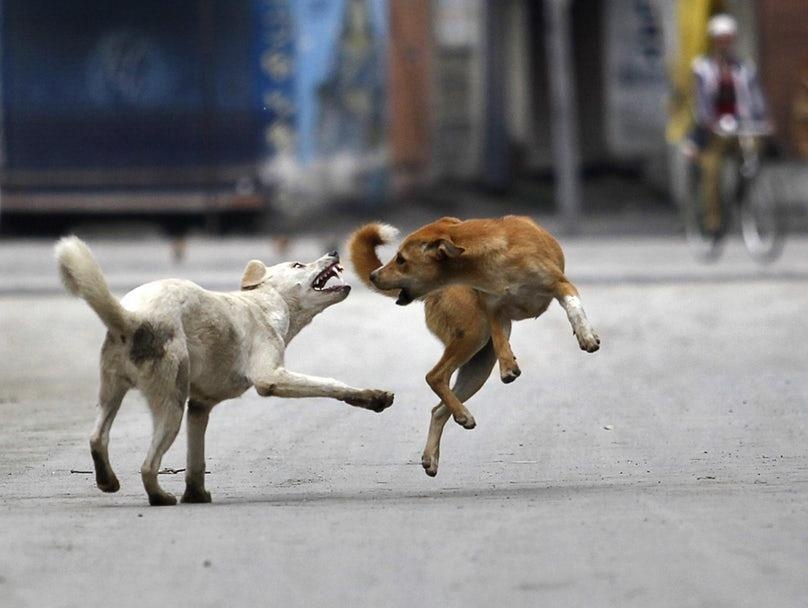 So phan cua cho tha rong o mot so nuoc chau A hinh anh