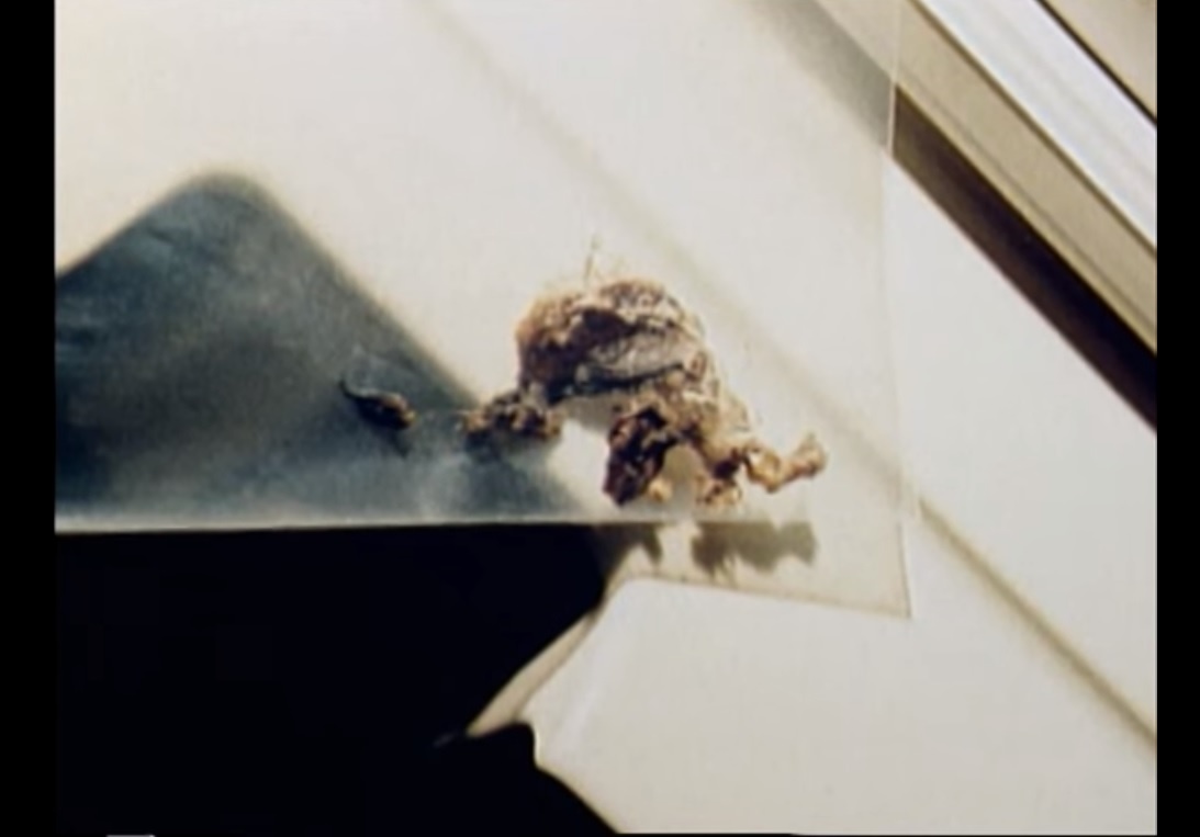 Qua trinh kham xet bai do xe cua anh em nha Neil hinh anh