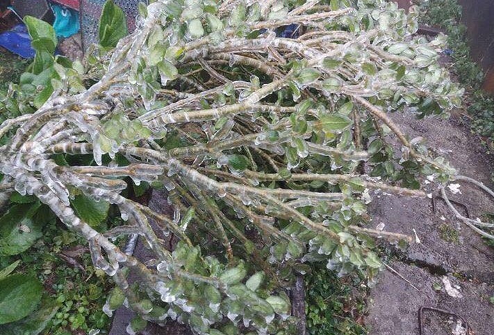 Đỉnh núi Cao Bằng có băng giá ảnh 2 Dinh nui Cao Bang co bang gia anh 2