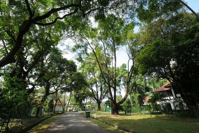 cay xanh o cac do thi lon anh 3