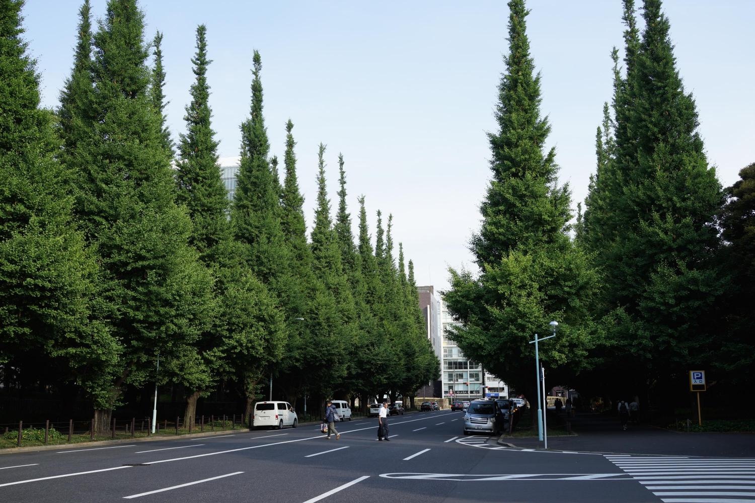 cay xanh o cac do thi lon anh 7