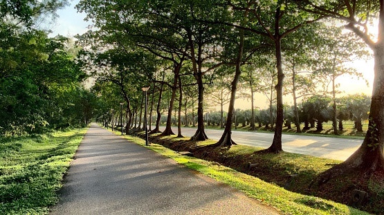 cay xanh o cac do thi lon anh 2