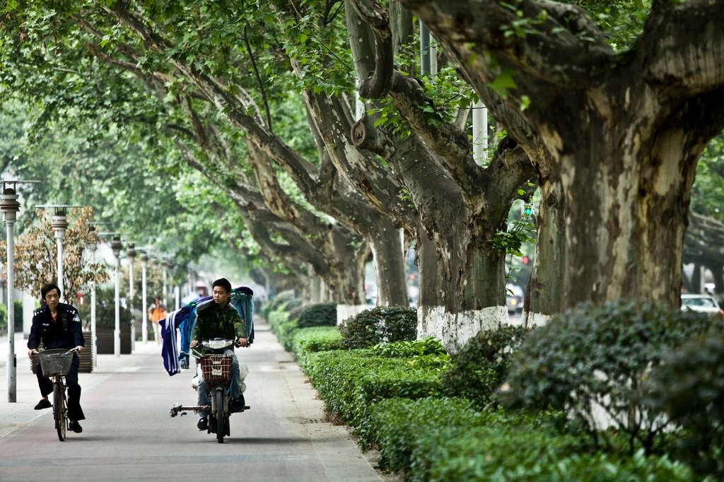 cay xanh o cac do thi lon anh 9