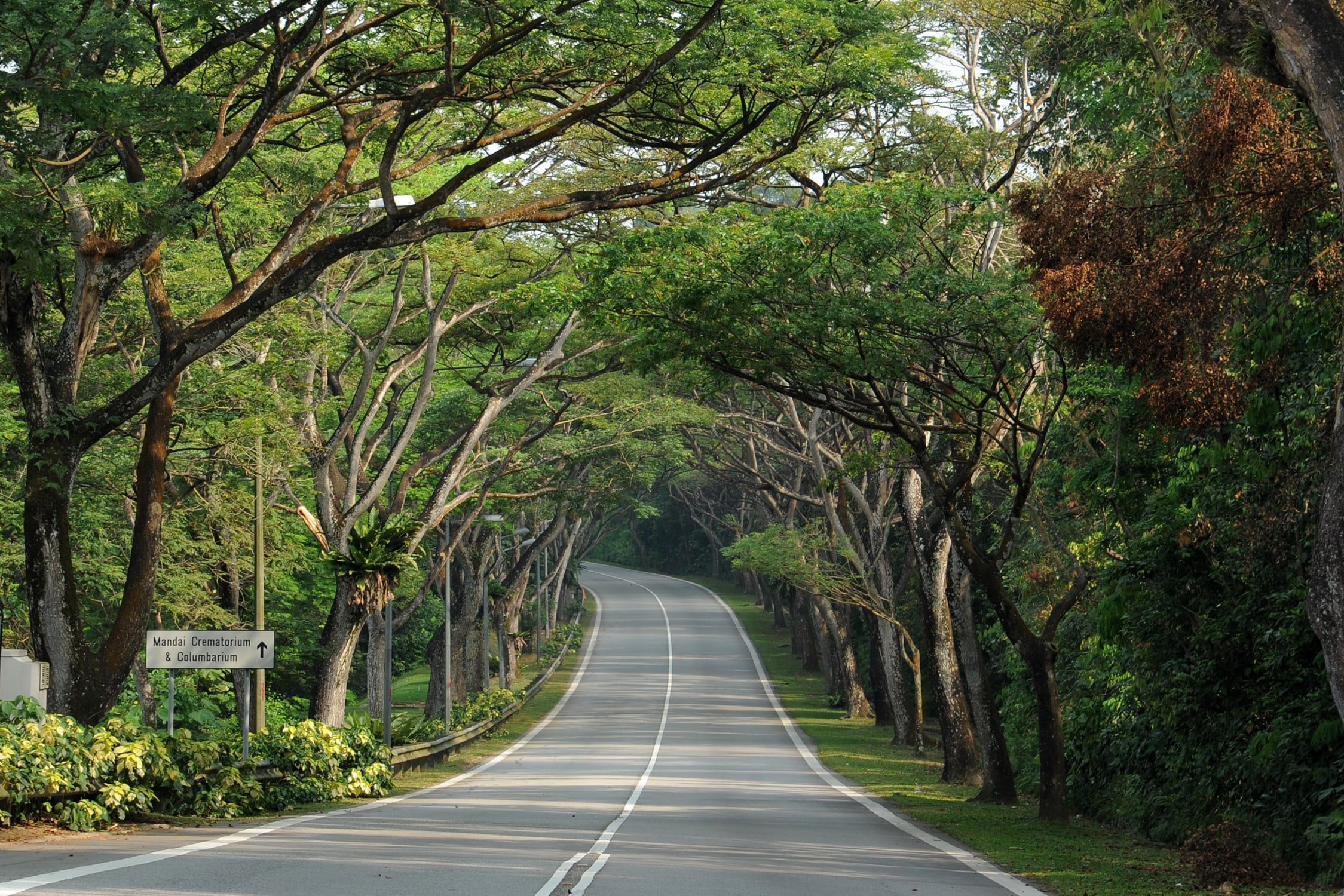 cay xanh o cac do thi lon anh 1