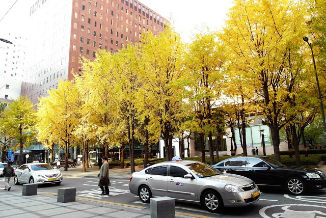 cay xanh o cac do thi lon anh 4