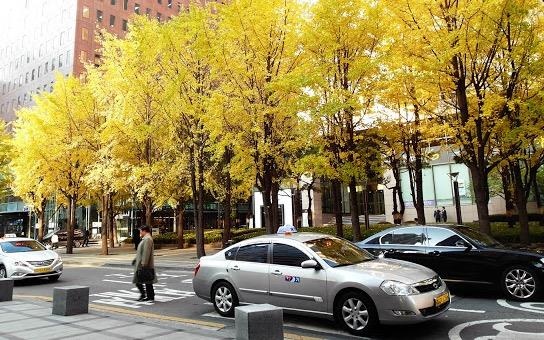 Do thi xanh cua cac nuoc: Mang cay tu rung ra pho hinh anh