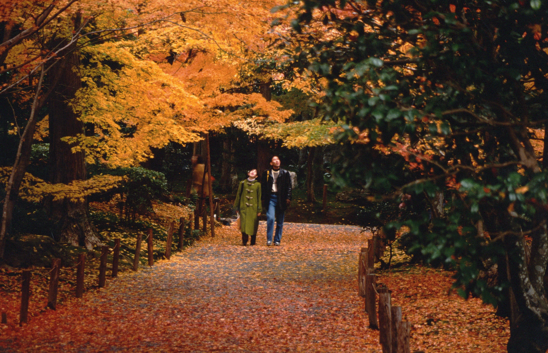 cay xanh o cac do thi lon anh 8