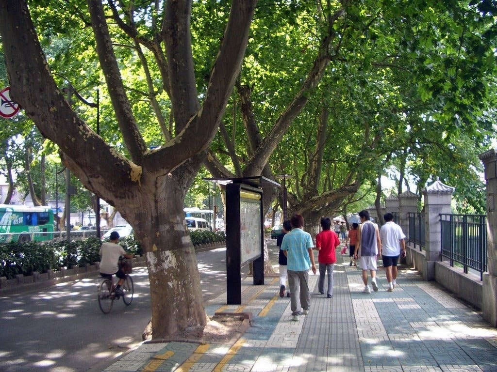 cay xanh o cac do thi lon anh 11