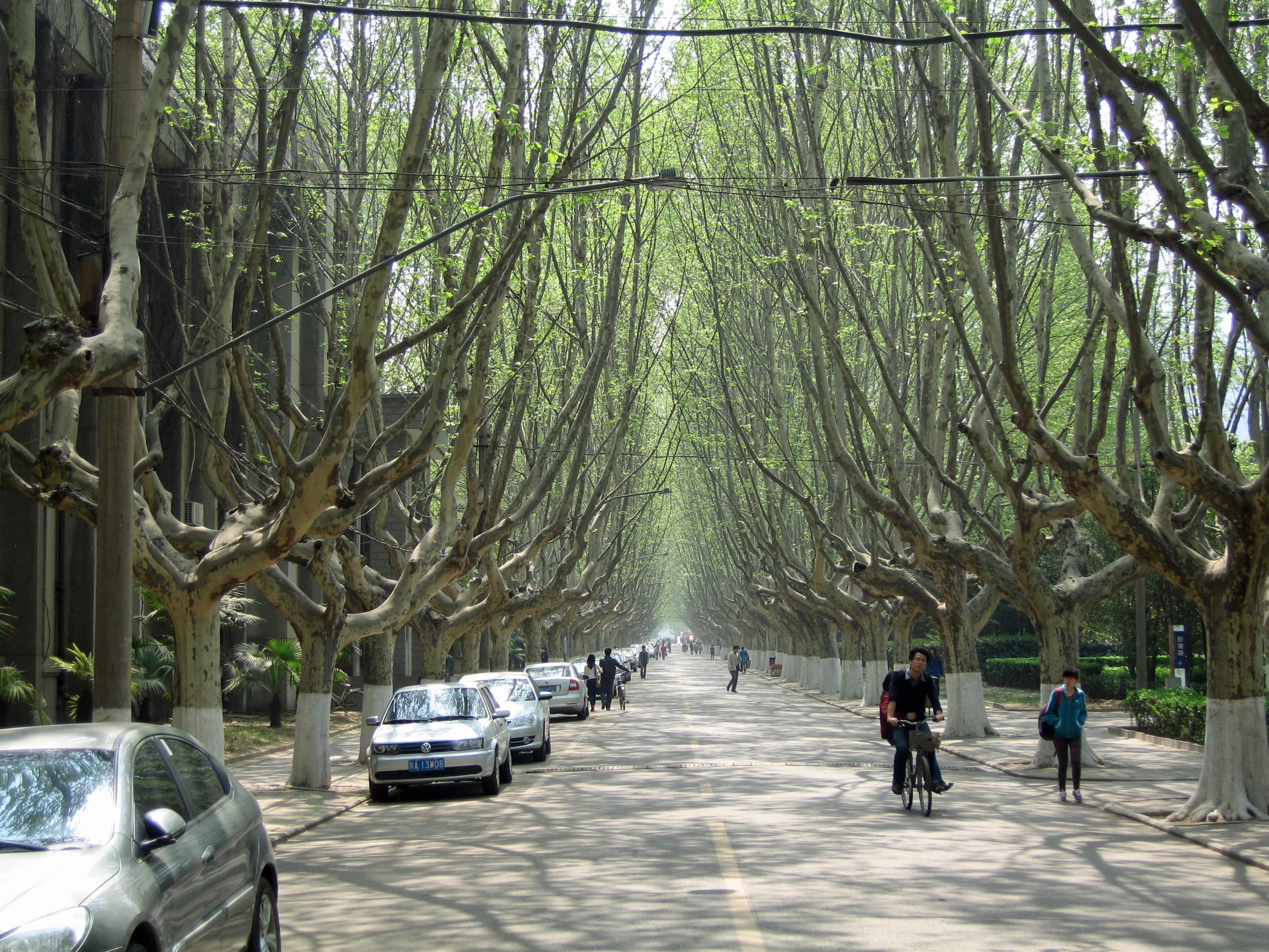 cay xanh o cac do thi lon anh 10