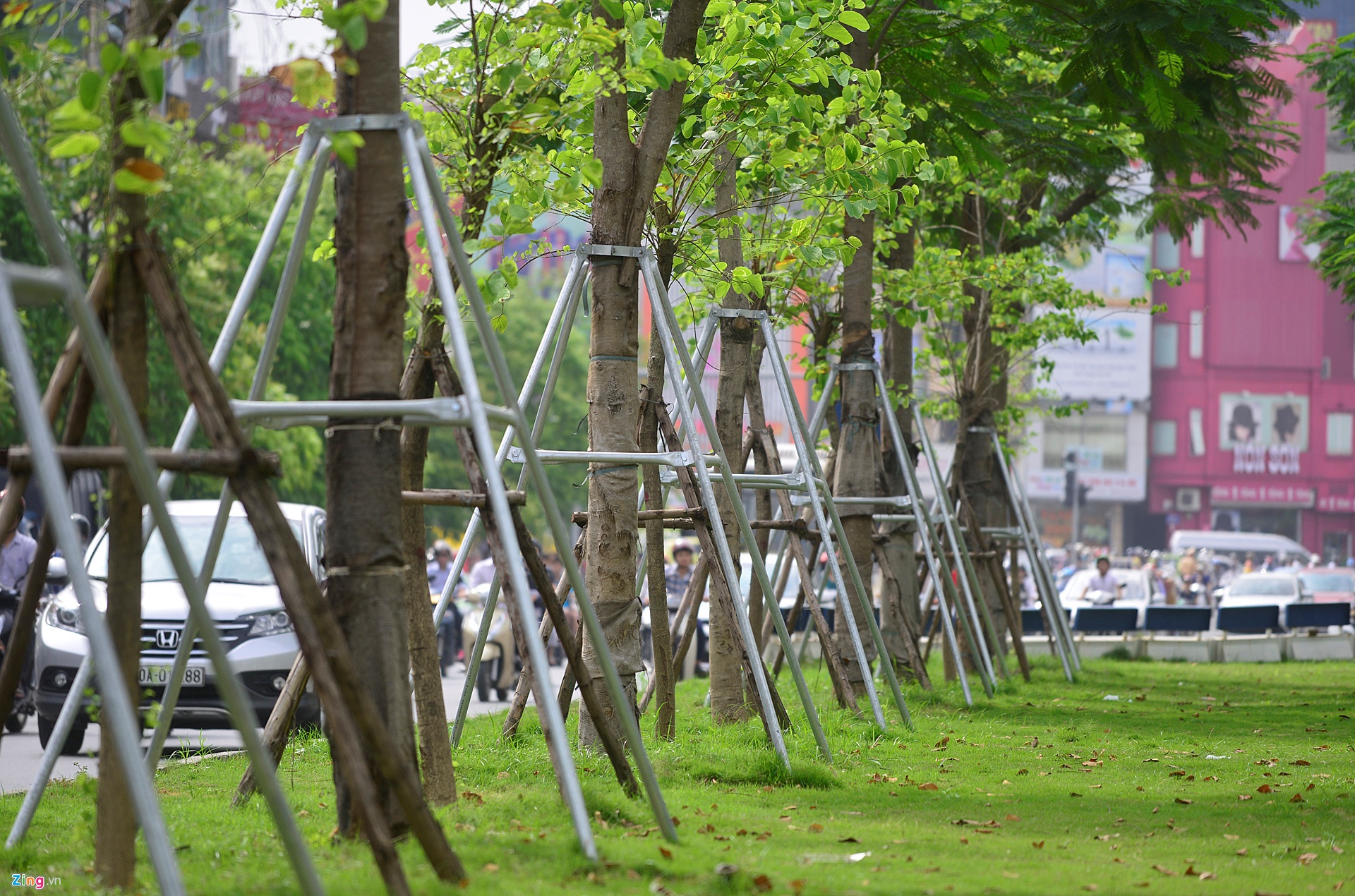 Phong lá đỏ trồng ở Hà Nội ảnh 2 Phong la do trong o Ha Noi anh 2