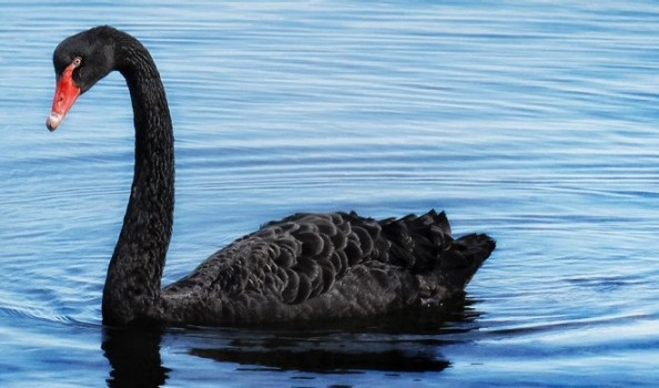 Thien nga tha o Ho Guom anh 1