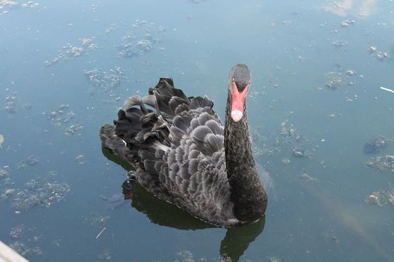 Thien nga tha o Ho Guom anh 4