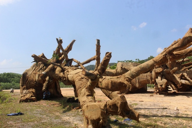 Van chuyen cay khung tren quoc lo 1A anh 2