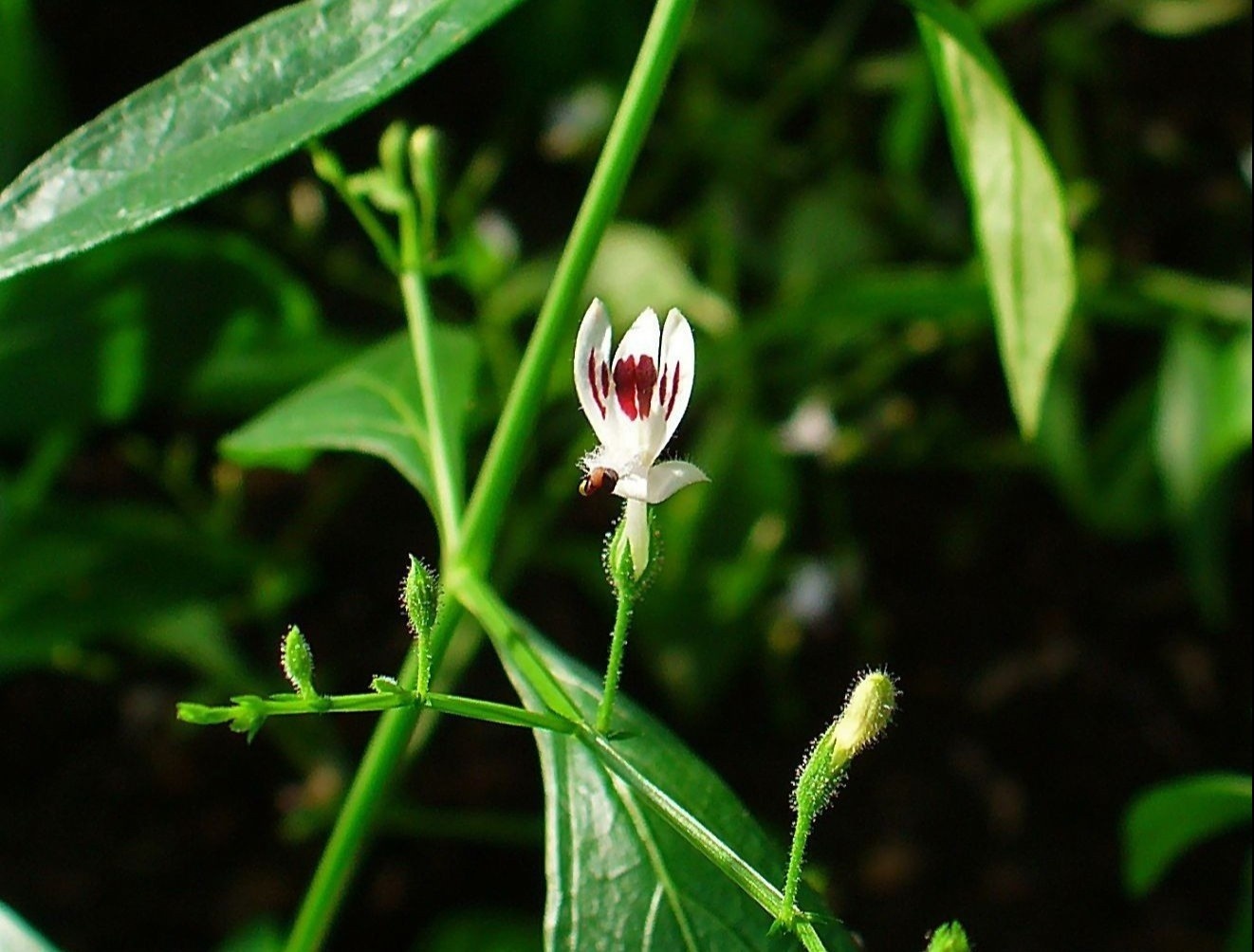 dieu tri Covid-19 bang xuyen tam lien anh 1