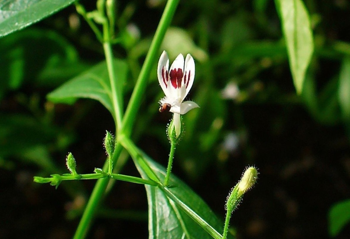 Dung xuyen tam lien de dieu tri Covid-19 nhu the nao? hinh anh