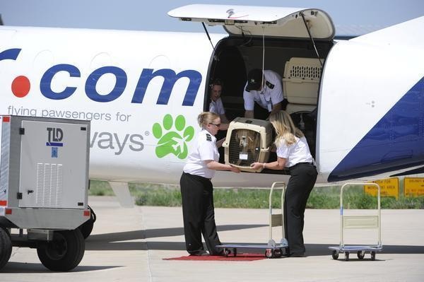 hãng hàng không chất như nước cất trên thế giới ảnh 2 hang hang khong chat nhu nuoc cat tren the gioi anh 2