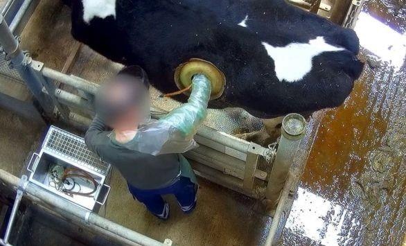 Vi sao bo bi khoet lo tren than tai chau Au? hinh anh