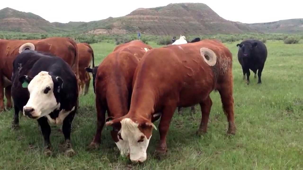 bo bi khoet lo tai Thuy Dien anh 1