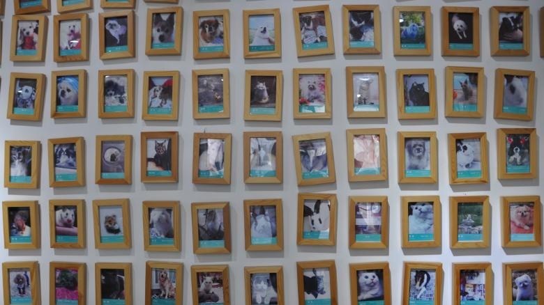 ngành công nghiệp thú cưng ở TQ ảnh 3 nganh cong nghiep thu cung o TQ anh 3