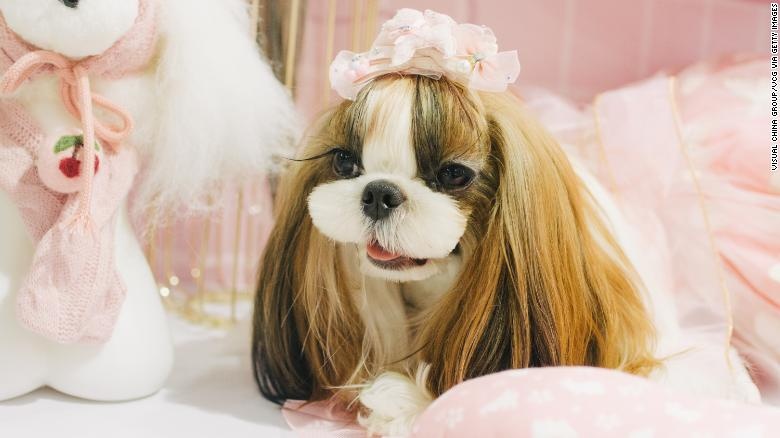 Phuc vu thu cung - nganh cong nghiep 28 ty USD tai Trung Quoc hinh anh