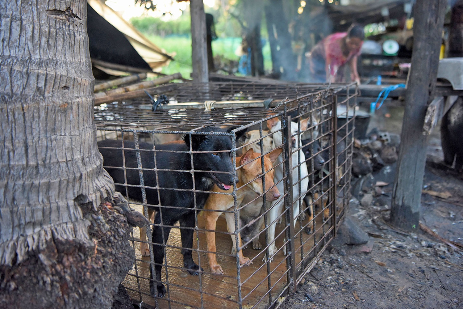 an thit cho o Campuchia anh 1