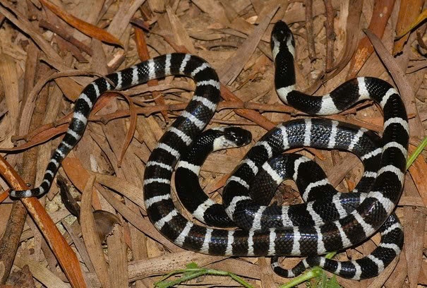 Gia tang nguoi bi ran doc, ret can khi don nha sau bao Yagi hinh anh