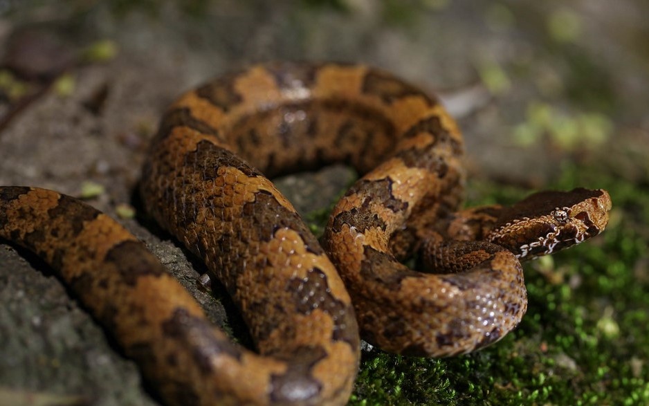 Mot benh vien tiep nhan 13 ca bi ran doc can trong 10 ngay hinh anh