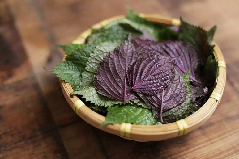 Hai bai thuoc tu la tia to nau voi gung ai cung can biet hinh anh