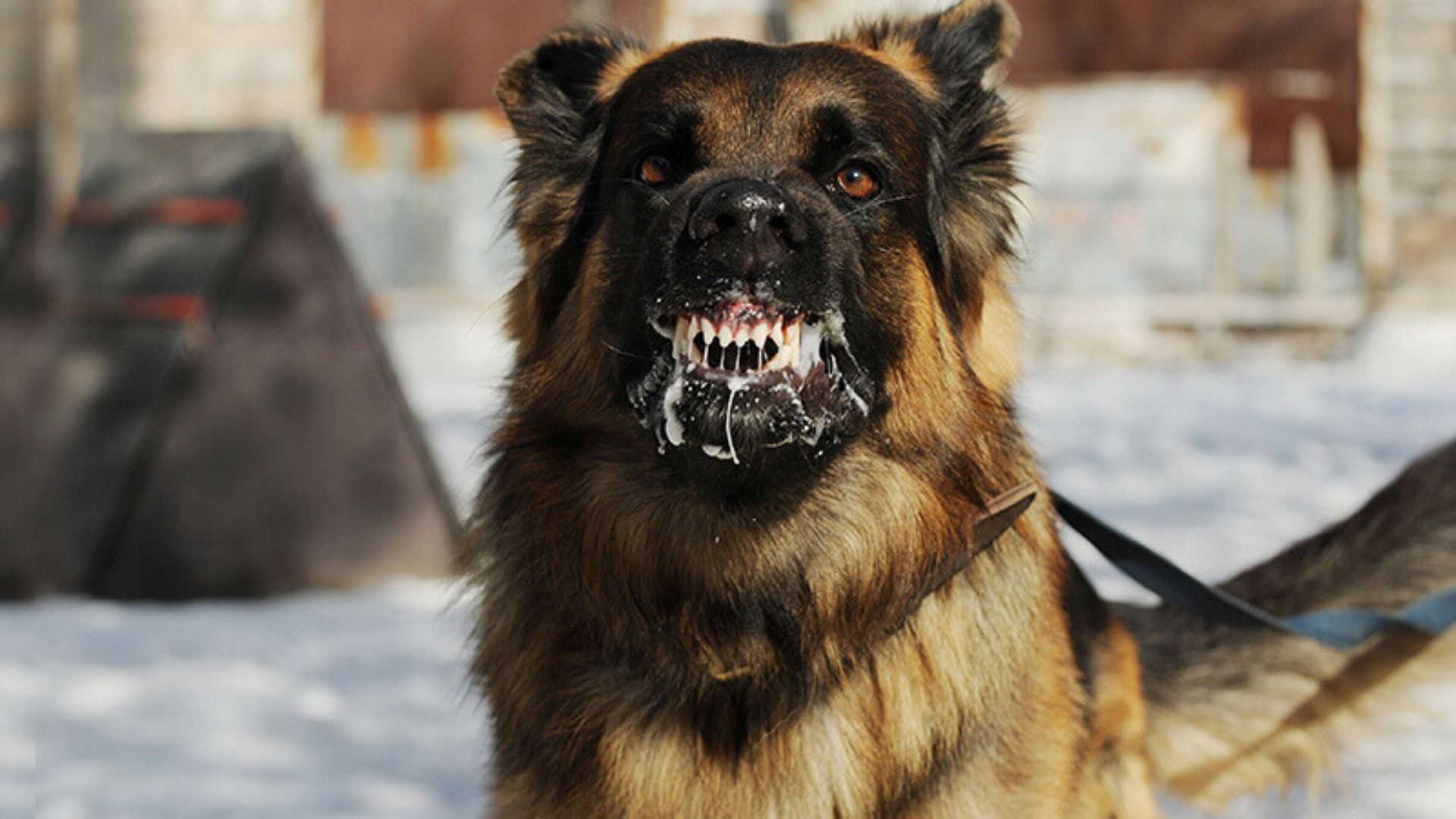 Den nha ban choi, nguoi dan ong tu vong vi bi cho can hinh anh