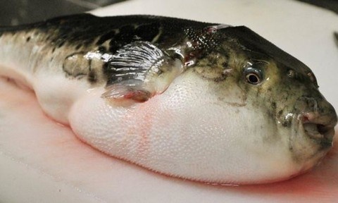 An ca chua doc to gap 275 lan xyanua, 2 gia dinh di cap cuu hinh anh