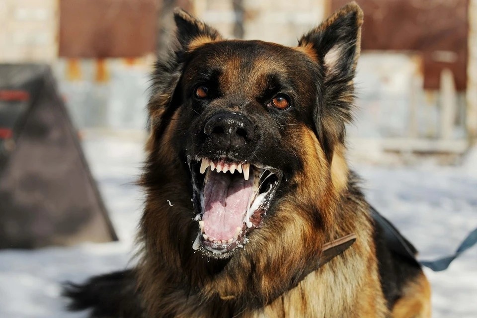 Cho Nhat lai nhiem virus dai can 2 tre o Dong Nai hinh anh