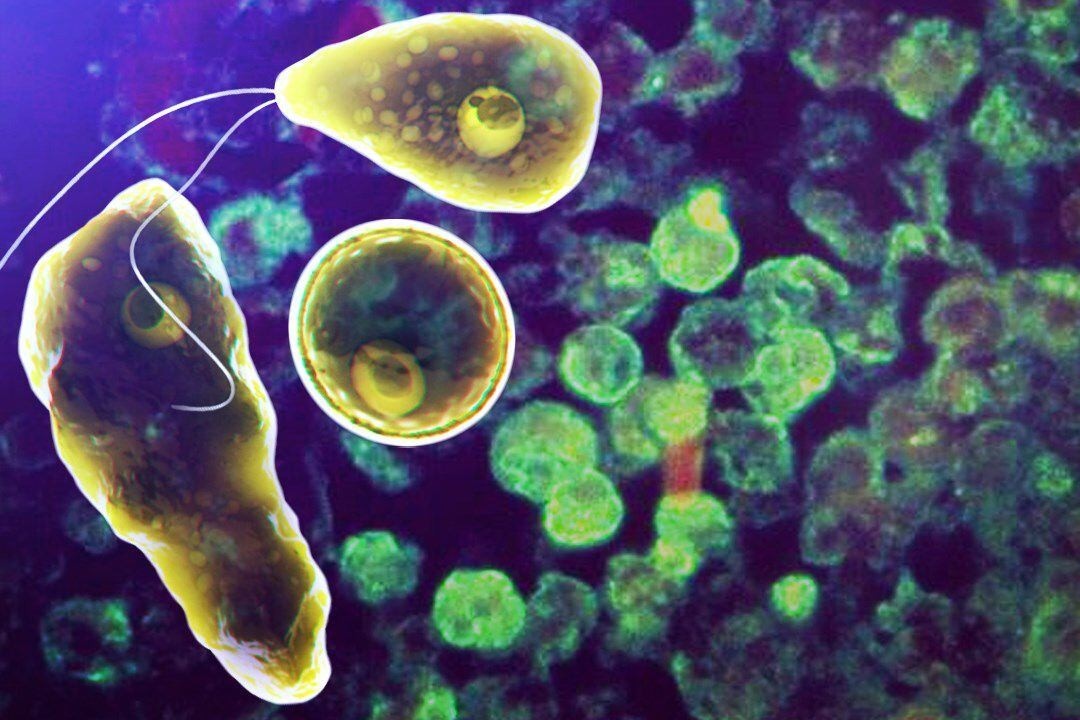 Be gai bi ky sinh trung 'an nao nguoi' tan cong hinh anh