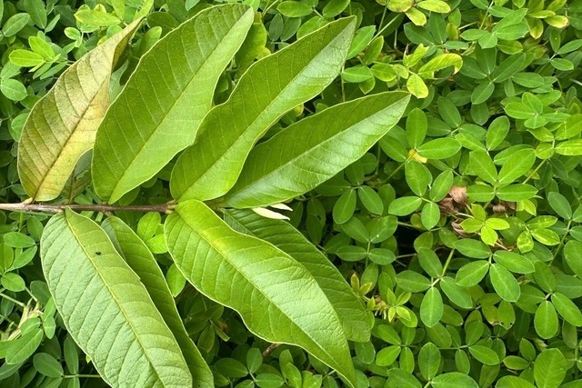 Cach uong nuoc la oi giup giam mo mau tu nhien hinh anh